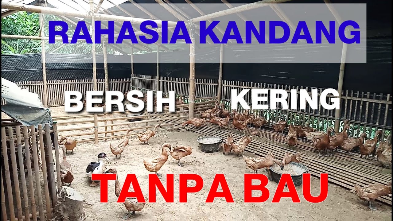 Modern Dry Odorless Laying Duck Cage