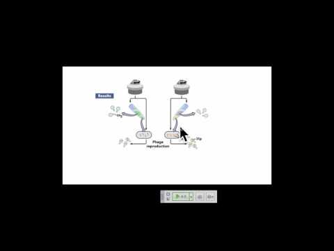 Genetics A Conceptual Approach: Chapter 10 pt 2 and 11 pt 1
