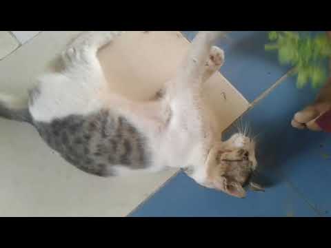 funny cat for munna and jilla saru