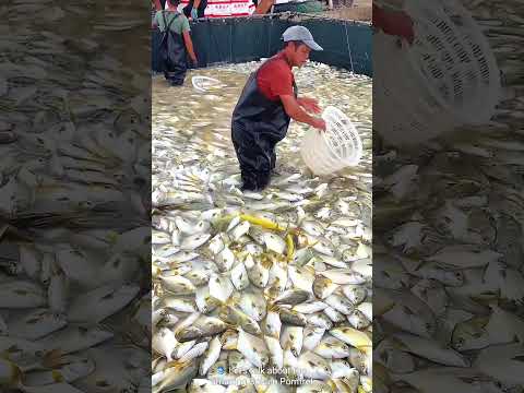 farming Delicacies of Golden Pomfret 🥰