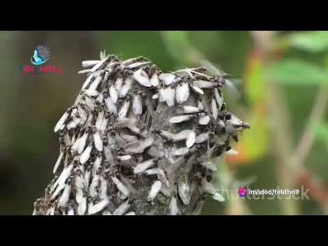 The Future of Missiles: AI and Swarm Intelligence! Part 1 #ai #viral #trending #aiinindia