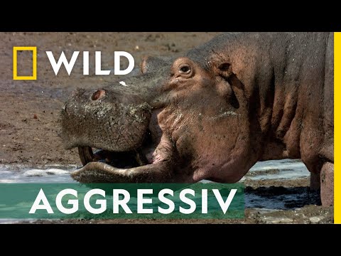 Ein Konflikt mit tragischem Ende | Mai mit Biss