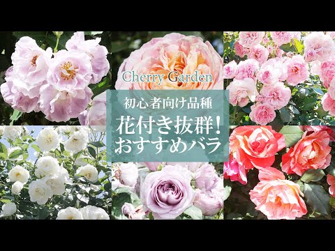 小さな低木のバラ「ザ・フェアリー」 植物