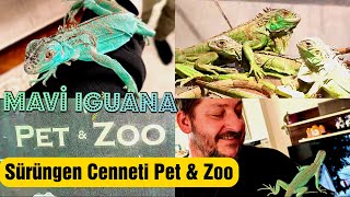 Pet Zoo TR Sürüngen Cenneti , İguana Agama