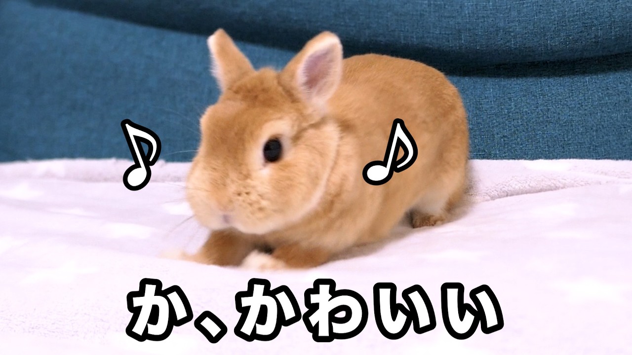 ダンスを覚えたうさぎが可愛いので見てほしい