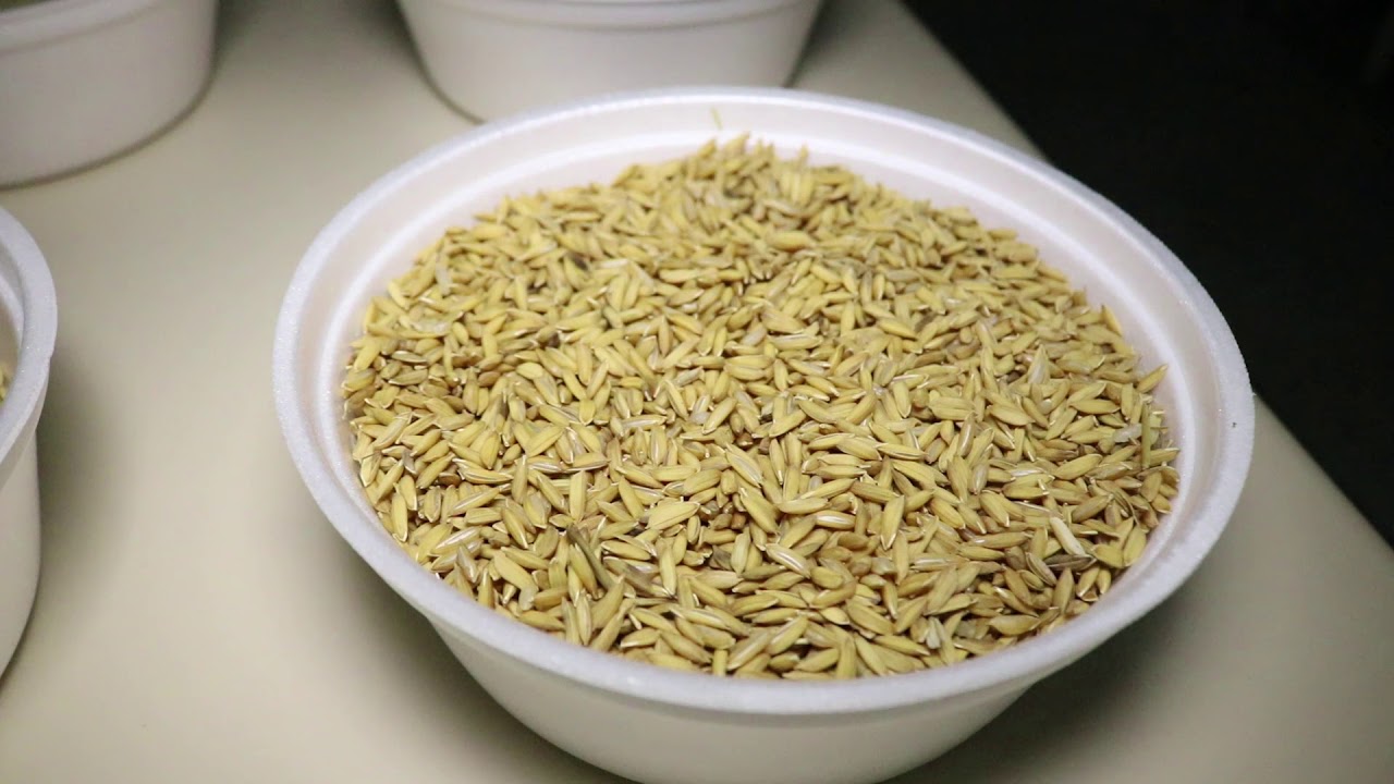 Arroz: passo-a-passo do beneficiamento!