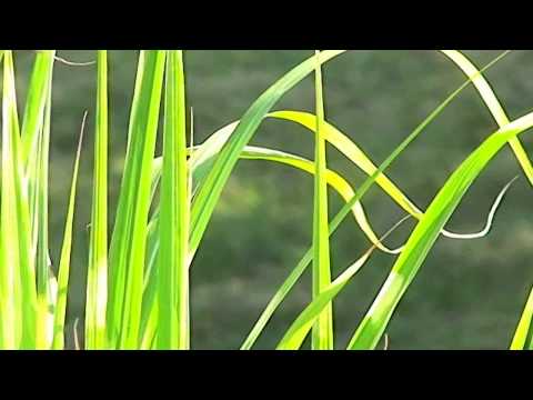 Rittersporn, Taglilie, Zebragras & Co.