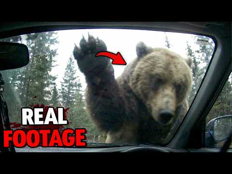 Grizzly Bear Kills Family Inside Expedition Truck on November 18, 2025