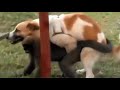 Dog And Donkey Mating Successfully In Garden