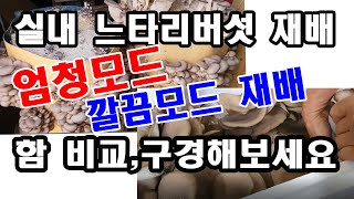 실내 느타리재배, 엄청모드와 깔끔모드 재배. 함 비교 구경해보시고 참고하세요(버섯 재배방법, 느타리버섯 재배…