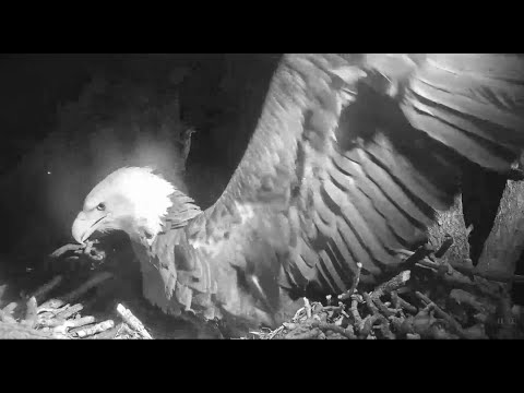 1 20 2020 Big Bear Eagles~ Jackie Wing Slaps In The Dark