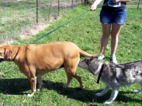 COWGIRL AND SHADOW ON LEASH
