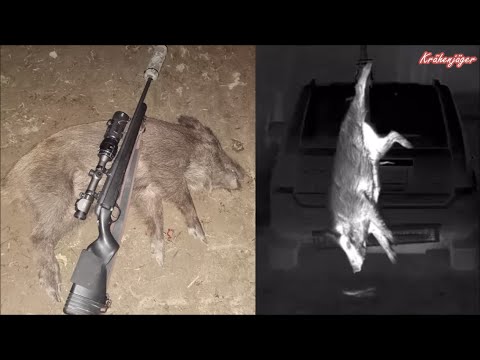 Sauenpirsch - Wild boar hunting - auf einem Rübenstoppel