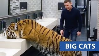 animales grandes felinos