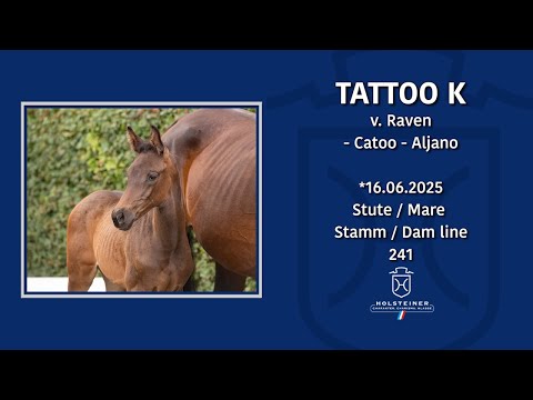 Holsteiner Elite-Fohlenauktion 2025 in Elmshorn | Nr. 50 v. Raven - Catoo
