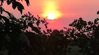 Heideschweine im Weizen Teil 1/2