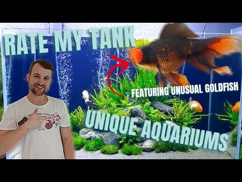 CHECKOUT these Goldfish aquariums | Rate my goldfish tank!
