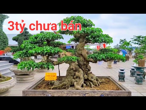 Mãn nhãn với những cây tiền tỷ