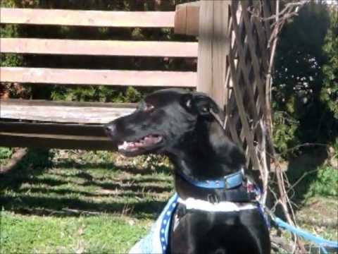 Miley, an adopted Labrador Retriever Mix in Knob Noster, MO_image-1