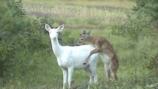 preview picture of video 'Boulder Junction, WI ~ Albino Deer ~ Does and their fawns'