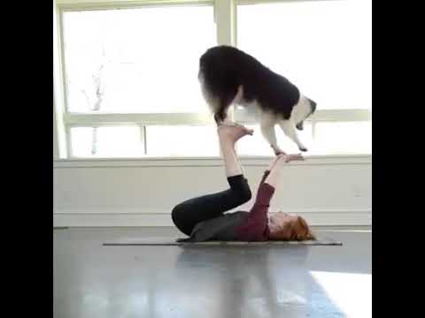 Vest Dog spacil  training .