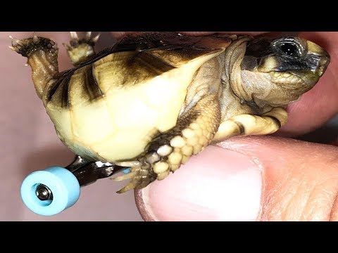 Meet Helix, The Tortoise On Wheels