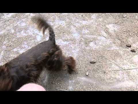 bhumi goes viral : and meets woman who serves crappy treat in the no  leash dog woods!