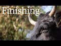 Finishing - Preparing Dexter Cattle for Slaughter