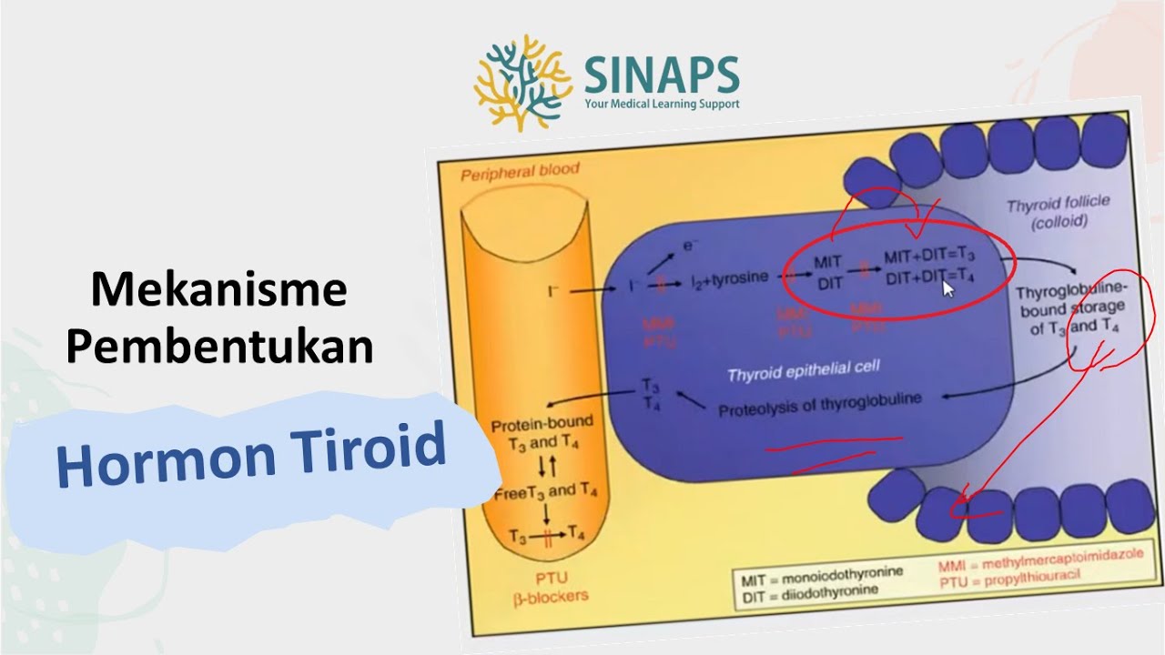 SINAPINTAR #04 | Mekanisme Pembentukan Hormon Tiroid