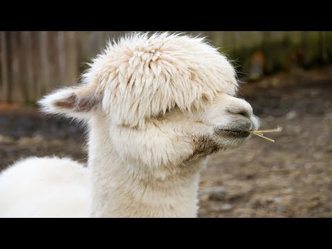 image-Do llamas have different breeds?