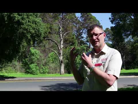Grey Headed Flying Foxes - Food and Habitat