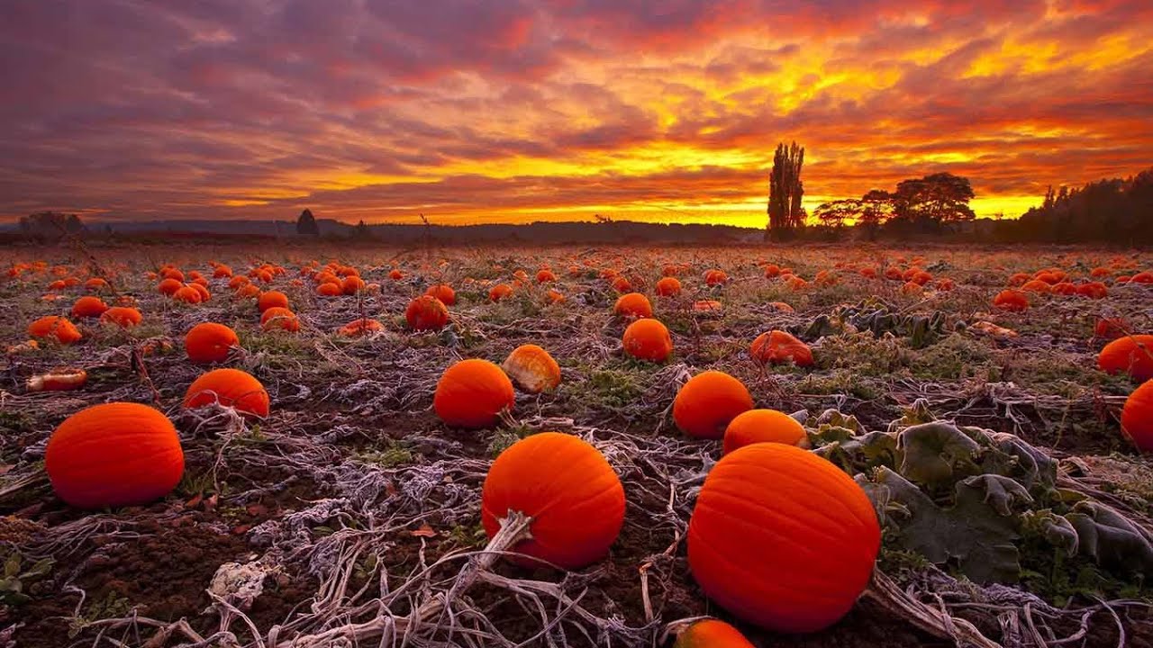 По тыкве. Как блогеры делают жизнь многтх людей осмысленной