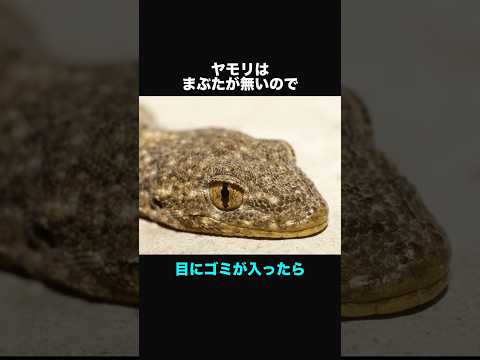 ヤモリの生物学について詳しく解説