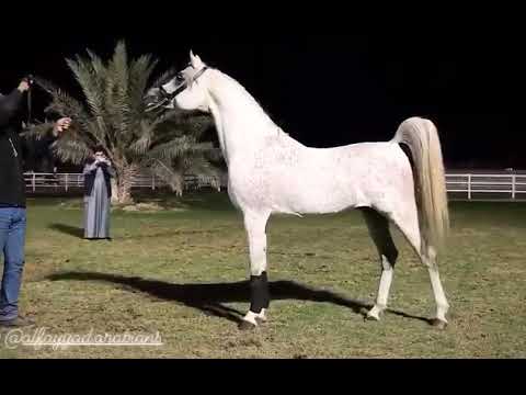 فياض الفياض