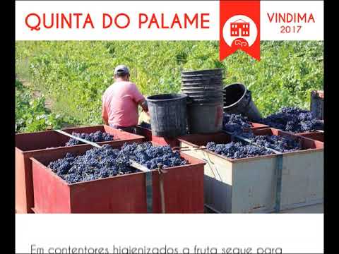Vindimas 2017