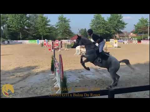 Cap Chap, competition video 1, Colbert x Balou du Rouet, gelding, °2009, Belgian Horse Trading