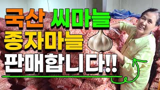 국산 씨마늘 종자마늘 저렴하게 판매합니다 육쪽마늘 대서마늘 홍산마늘 서산마늘 단양마늘