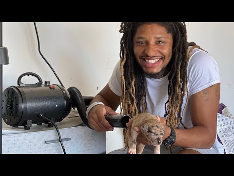 Puppy Wash Day ‼️ (Sponsored by AIIYME DOG DRYER) Best Product on the Market ?  🔥📈