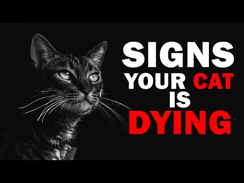 Is It Time To Say Goodbye With Your Cat? Signs Your Pet Cat Is Dying