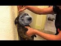 Best Of The Funny Animal Videos Funniest Cat Dog Moments Ever Recorded