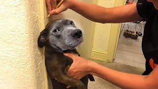 Best Of The Funny Animal Videos 🤣 Funniest Cat & Dog Moments Ever Recorded 😹🐶