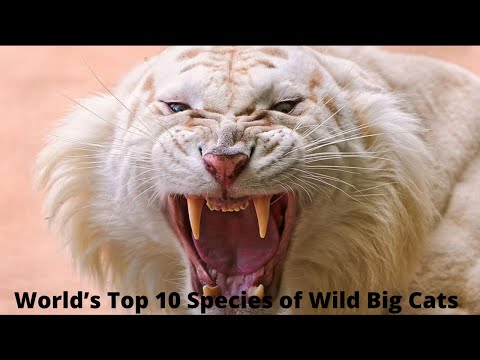 World’s Top 10 Species of Wild Big Cats