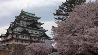 Enjoying the cherry blossoms at Nagoya Castle while also witnessing a monkey performance. 猿まわし