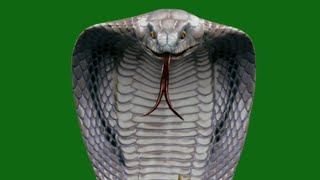 Download lagu Naagin 6 | White Snakes On Green Screen | By Pawan VFX Studio mp3