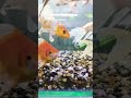 Shubunkin Fish Fantail Goldfish Goldfish Fish Aquaticpets Aquarium Fishing Fishpetfun Ytviral