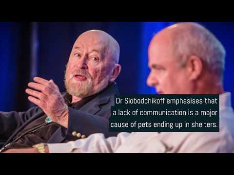 This real-life Dr Dolittle uses AI to translate animal language