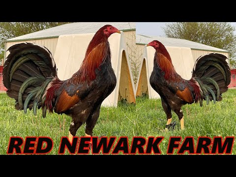 Kelso Penny Hatch Albany Joe Goode Grey Asil RED NEWARK FARM - Beautiful Birds Farm Visit