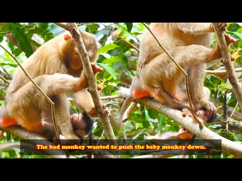 That big monkey was so cruel! It pushed a baby monkey, less than a month old, down from a tree.