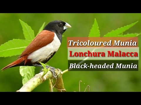 Amada trojfarebná (Lonchura malacca) — starostlivosť, voliéra a kŕmenie