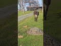 Donkey Fart Fart Donkey Funny